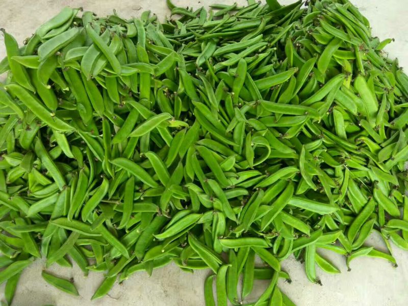 蔓生刀豆15~20cm