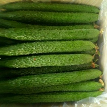 黄瓜22~25公分鲜花带刺