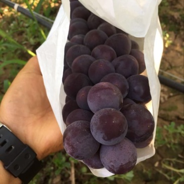陕西巨峰葡萄陕西巨峰葡萄陕西巨峰葡萄陕西巨峰葡萄