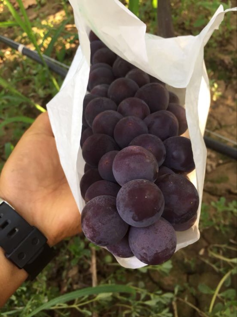 陕西巨峰葡萄陕西巨峰葡萄陕西巨峰葡萄陕西巨峰葡萄