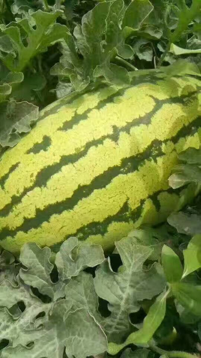 西瓜金花一号沙漠一号双红瓤口感甜度高皮薄