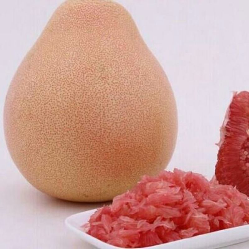 三红蜜柚苗