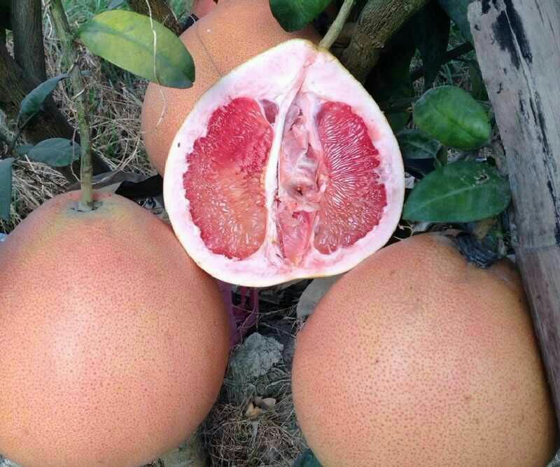 三红蜜柚苗