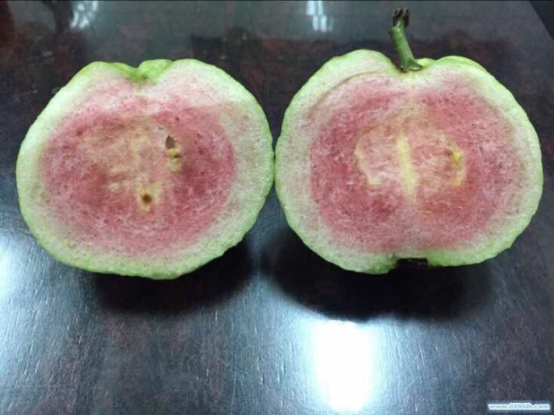 红宝石芭乐苗教你挂果