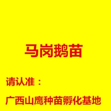 马冈鹅苗60~70g