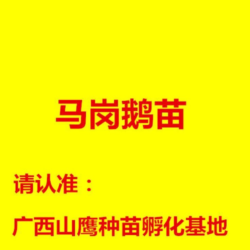 马冈鹅苗60~70g