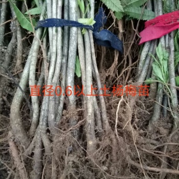 杨梅苗10cm以下