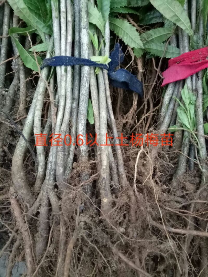 杨梅苗10cm以下