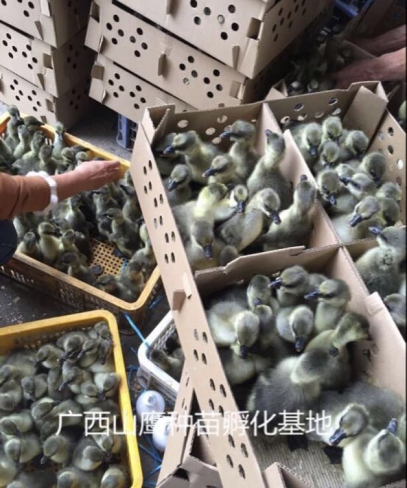 马冈鹅苗60~70g