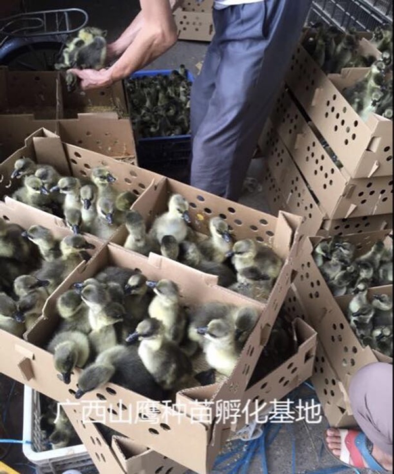 马冈鹅苗60~70g