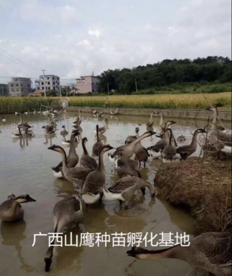 马冈鹅苗60~70g