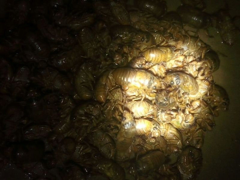 知了猴食用