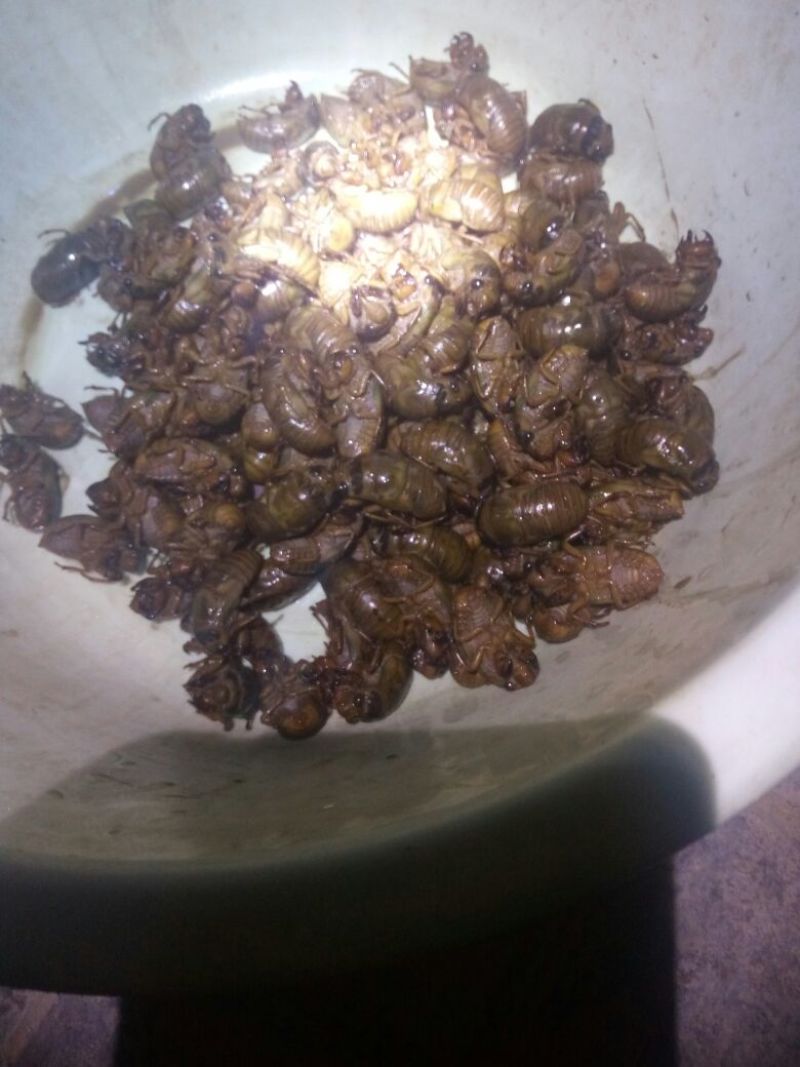 知了猴食用