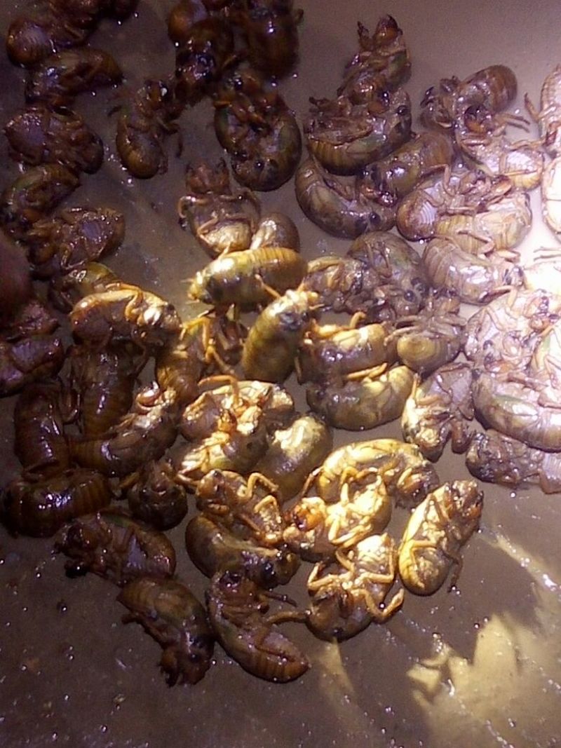 知了猴食用