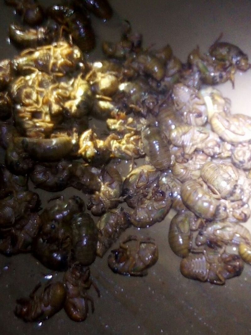 知了猴食用