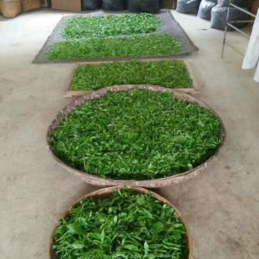 老树茶末茶