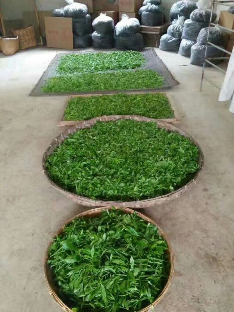 老树茶末茶