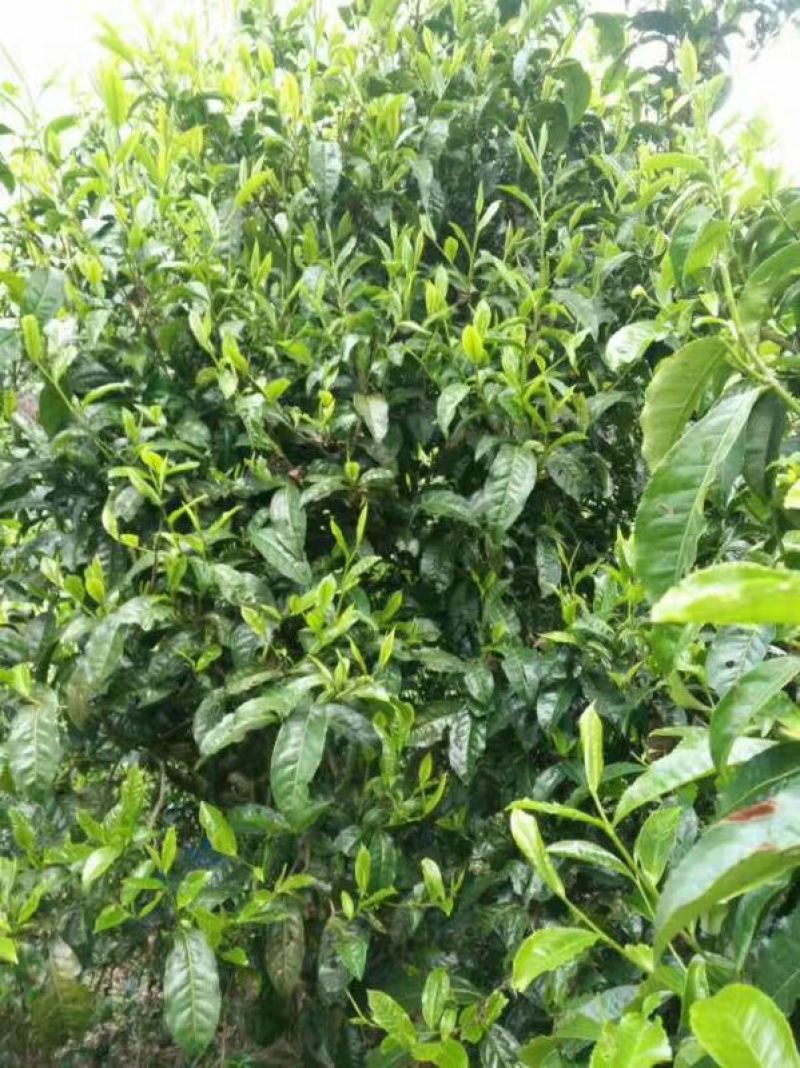 老树茶末茶