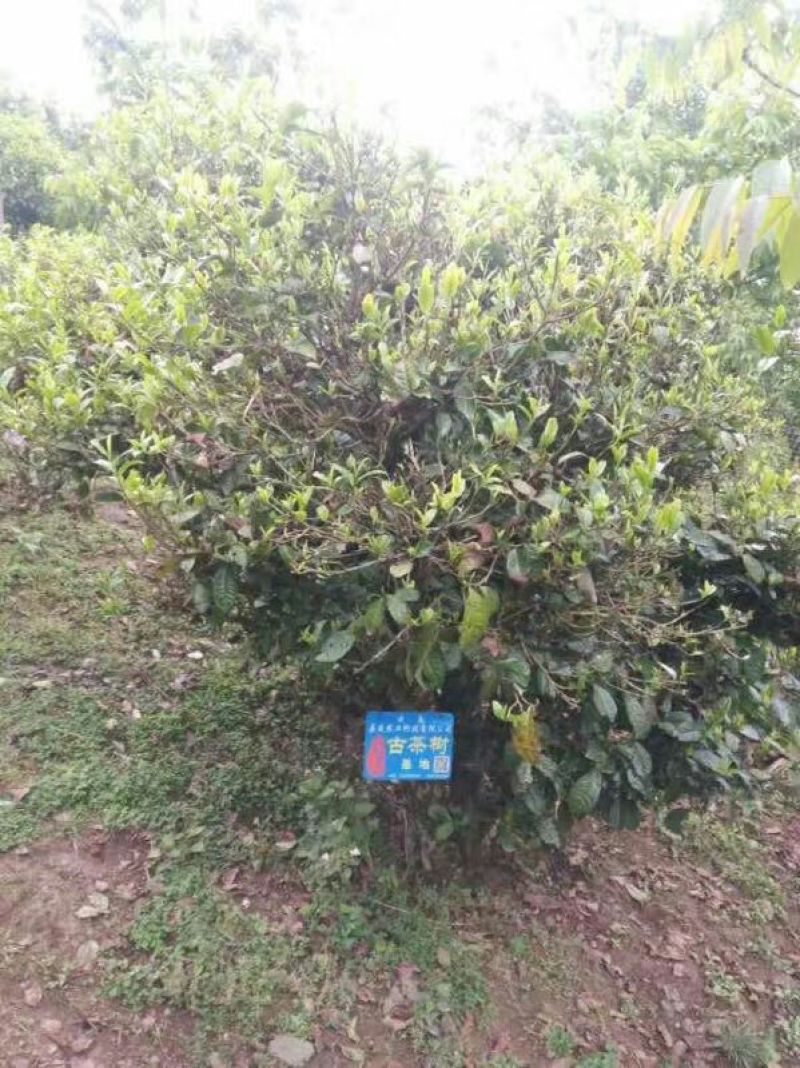 老树茶末茶