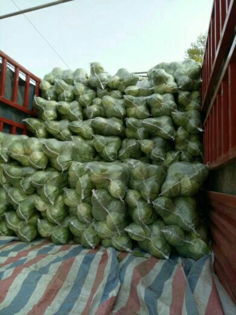 富强甘蓝！中甘旺旺甘蓝球形好颜色绿！二斤左右质量杠杠滴！