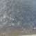 鲫鱼苗