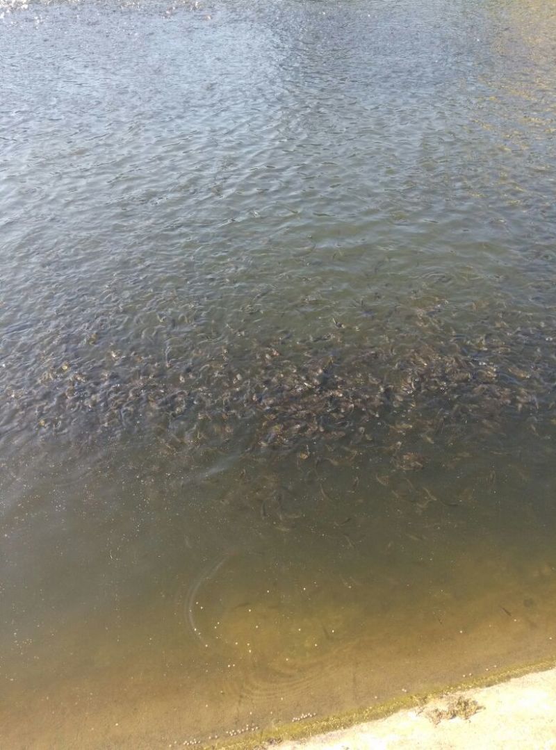 鲫鱼苗
