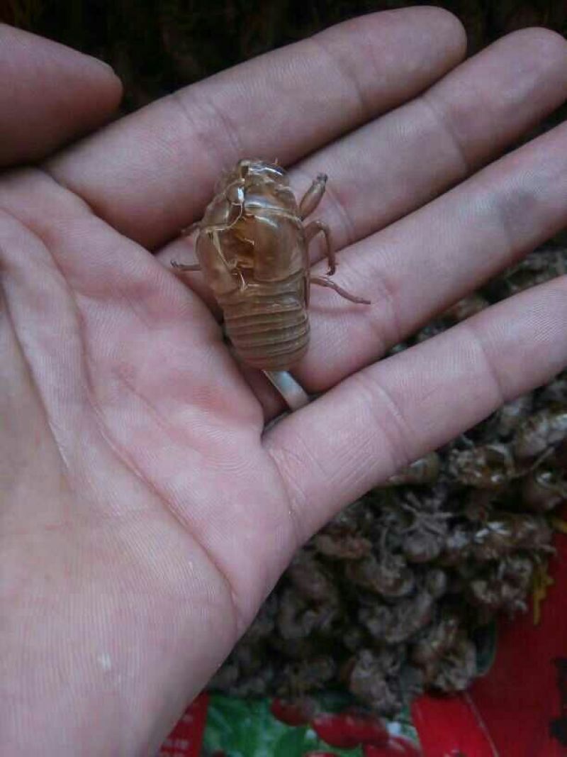 蝉蜕统货