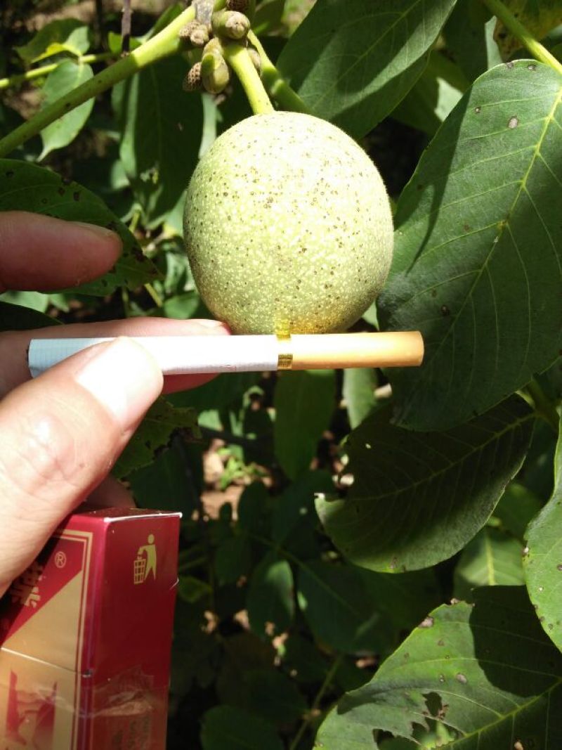 青皮核桃青皮湿