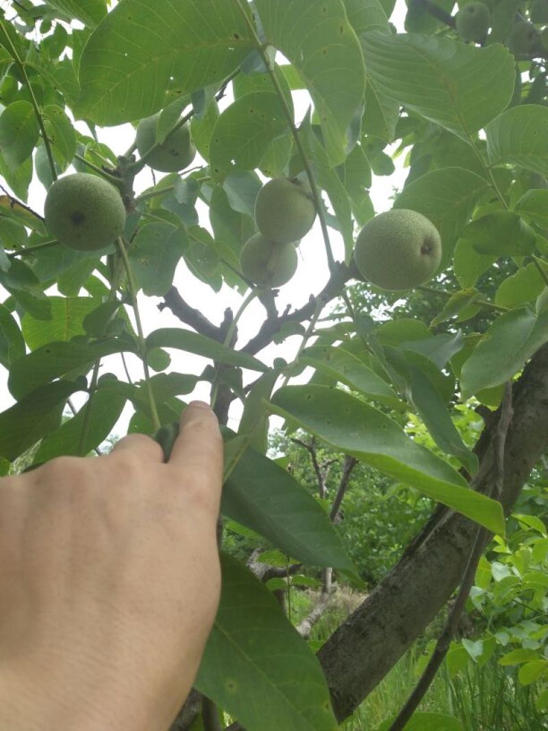 青皮核桃青皮湿