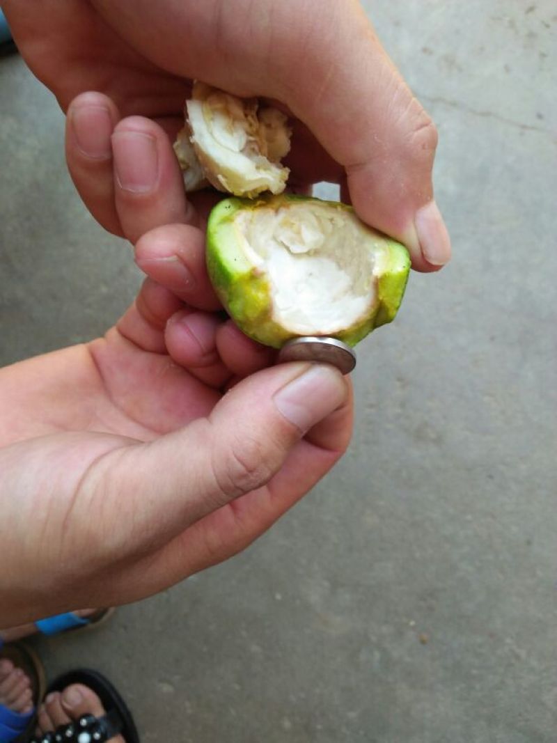 青皮核桃青皮湿
