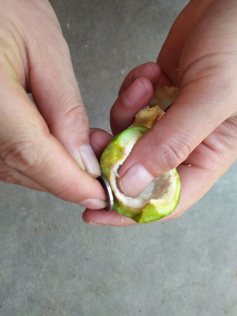 青皮核桃青皮湿