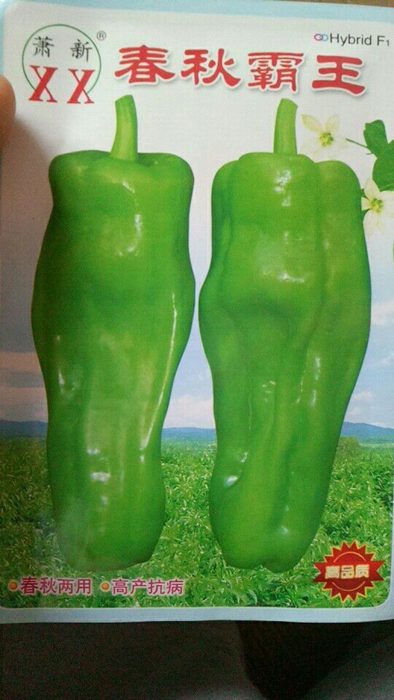 【有好货】泡椒种子牛角椒，308椒