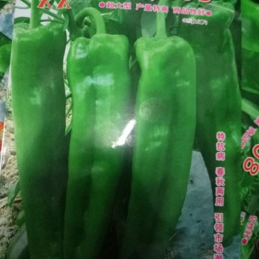 【有好货】泡椒种子牛角椒，308椒