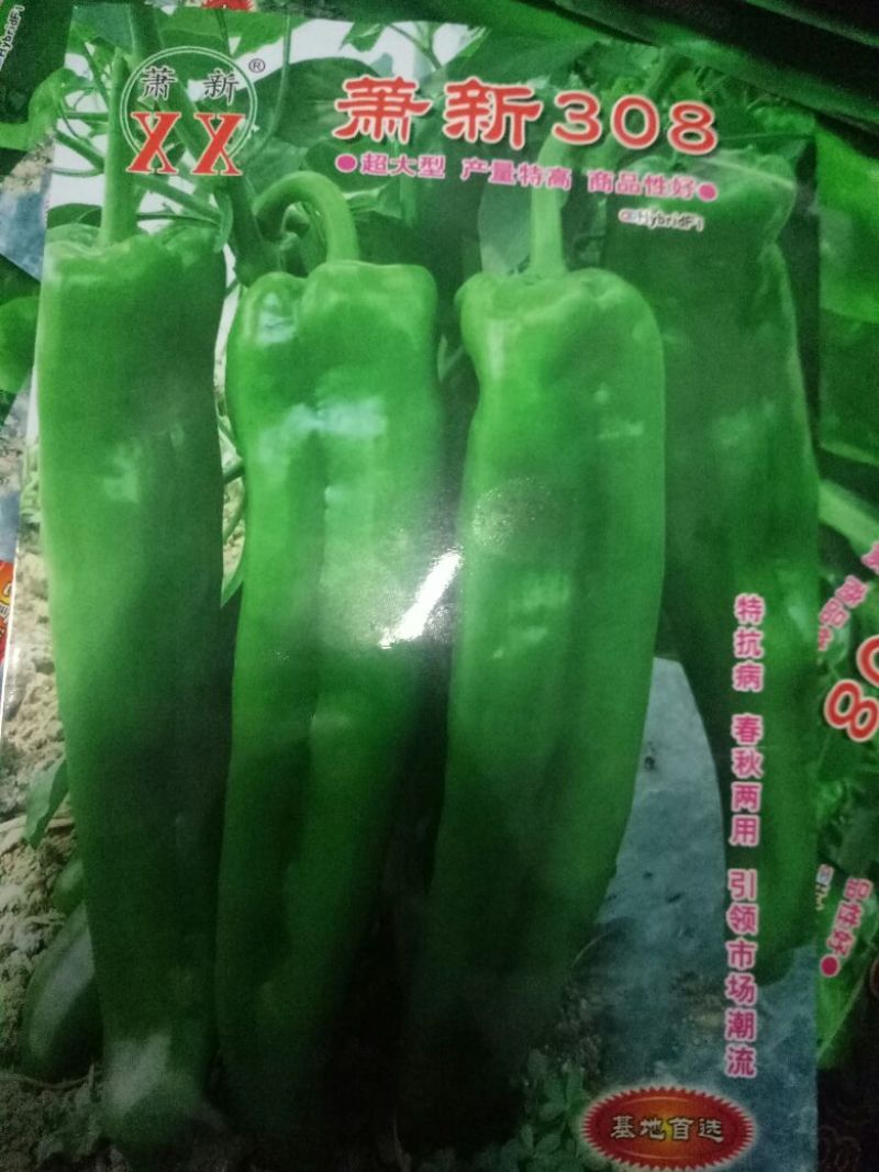 【有好货】泡椒种子牛角椒，308椒