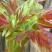 襄阳干香椿嫩芽2022年头茌香椿芽包邮野菜