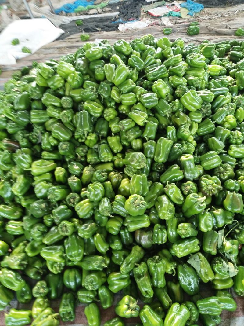 太空椒，圆椒，油亮，口感好耐运输，货源充足，