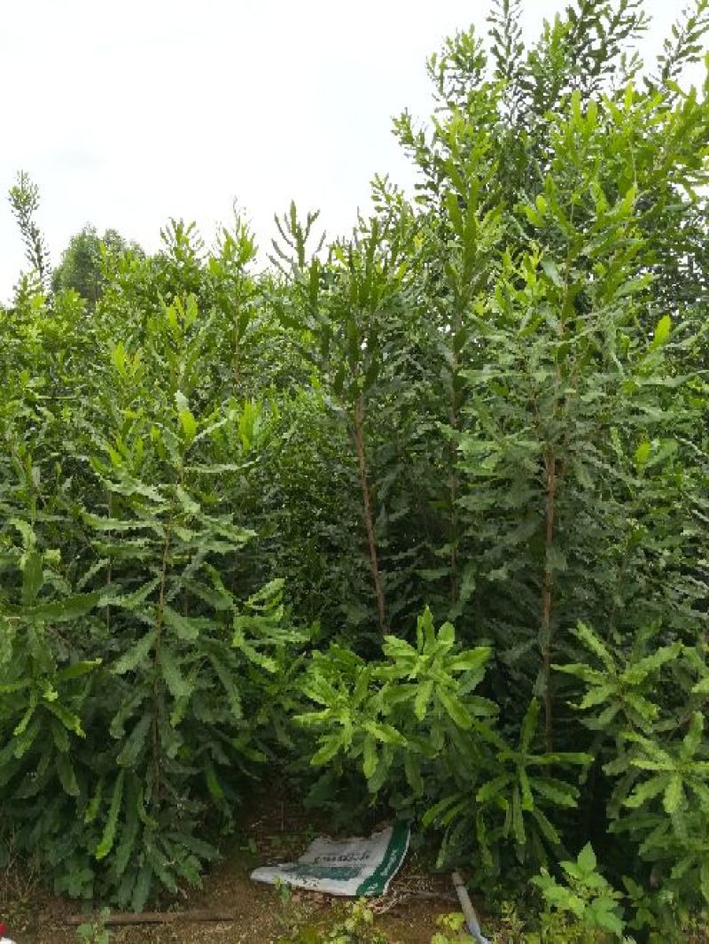 澳洲坚果苗/夏威夷果苗/桂热一号/OC/695