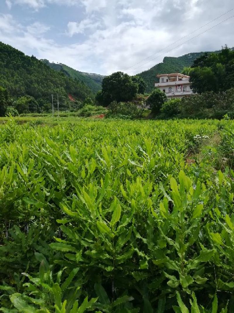 澳洲坚果苗/夏威夷果苗/桂热一号/OC/695