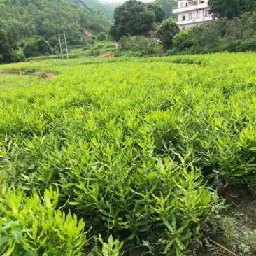 澳洲坚果苗/夏威夷果苗/桂热一号/OC/695