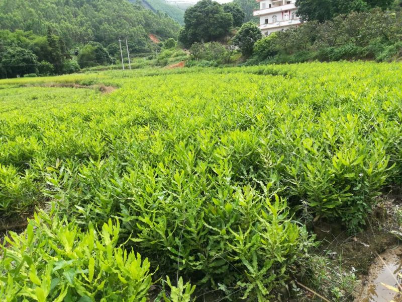 澳洲坚果苗/夏威夷果苗/桂热一号/OC/695
