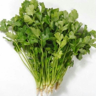 大叶香菜铁杆香菜25~30厘米