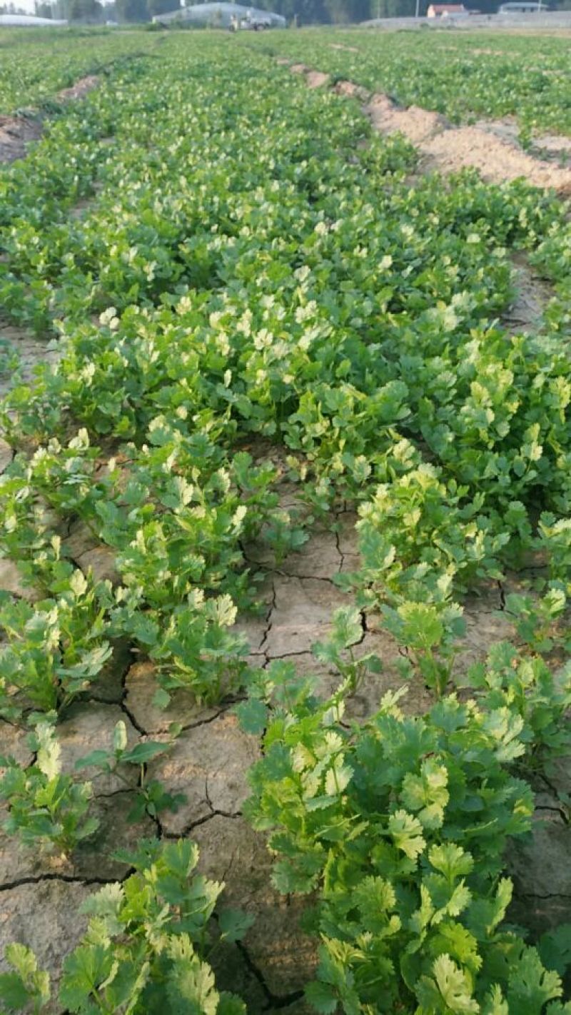 大叶香菜铁杆香菜25~30厘米