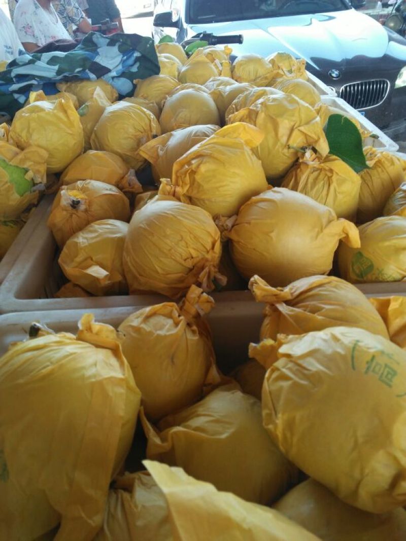 皇冠梨光果300~350g