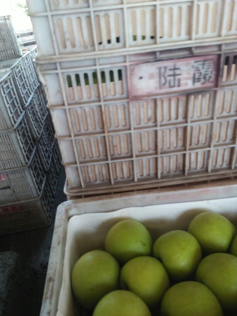 皇冠梨光果300~350g