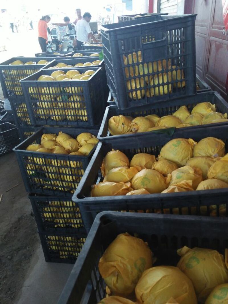 皇冠梨光果300~350g