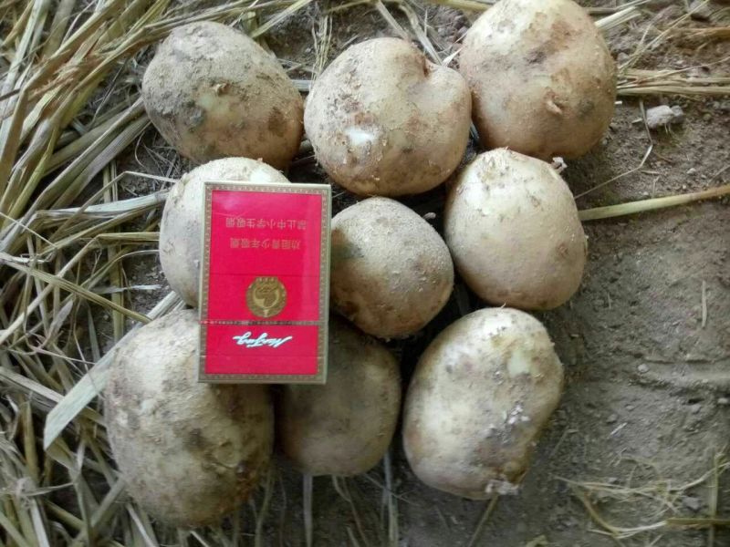 大西洋土豆通货2两以上