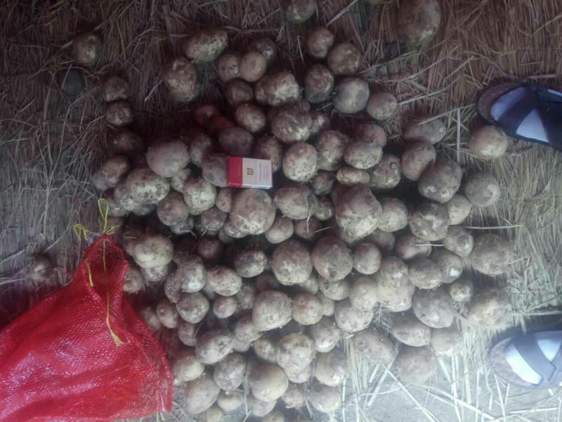 大西洋土豆通货2两以上