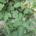 树莓苗50～80公分免费赠送种植技术，苗子纯正