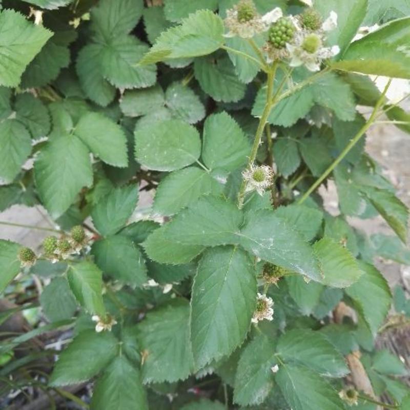 树莓苗50～80公分免费赠送种植技术，苗子纯正