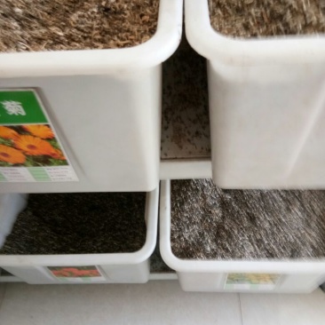 贡菊种子95%以上散装黄菊花种子出售黄菊食用泡茶白